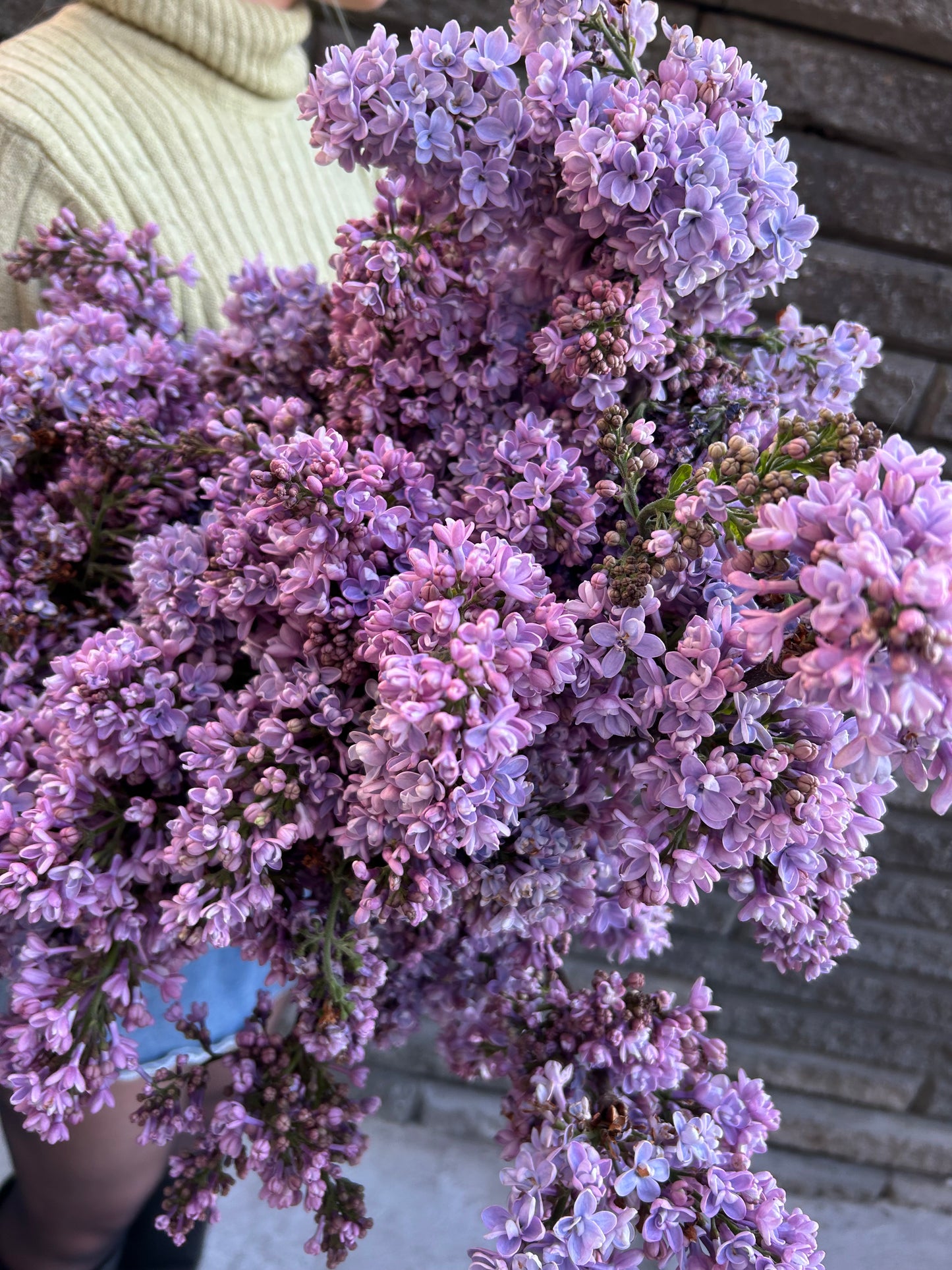 Branches de lilas violet