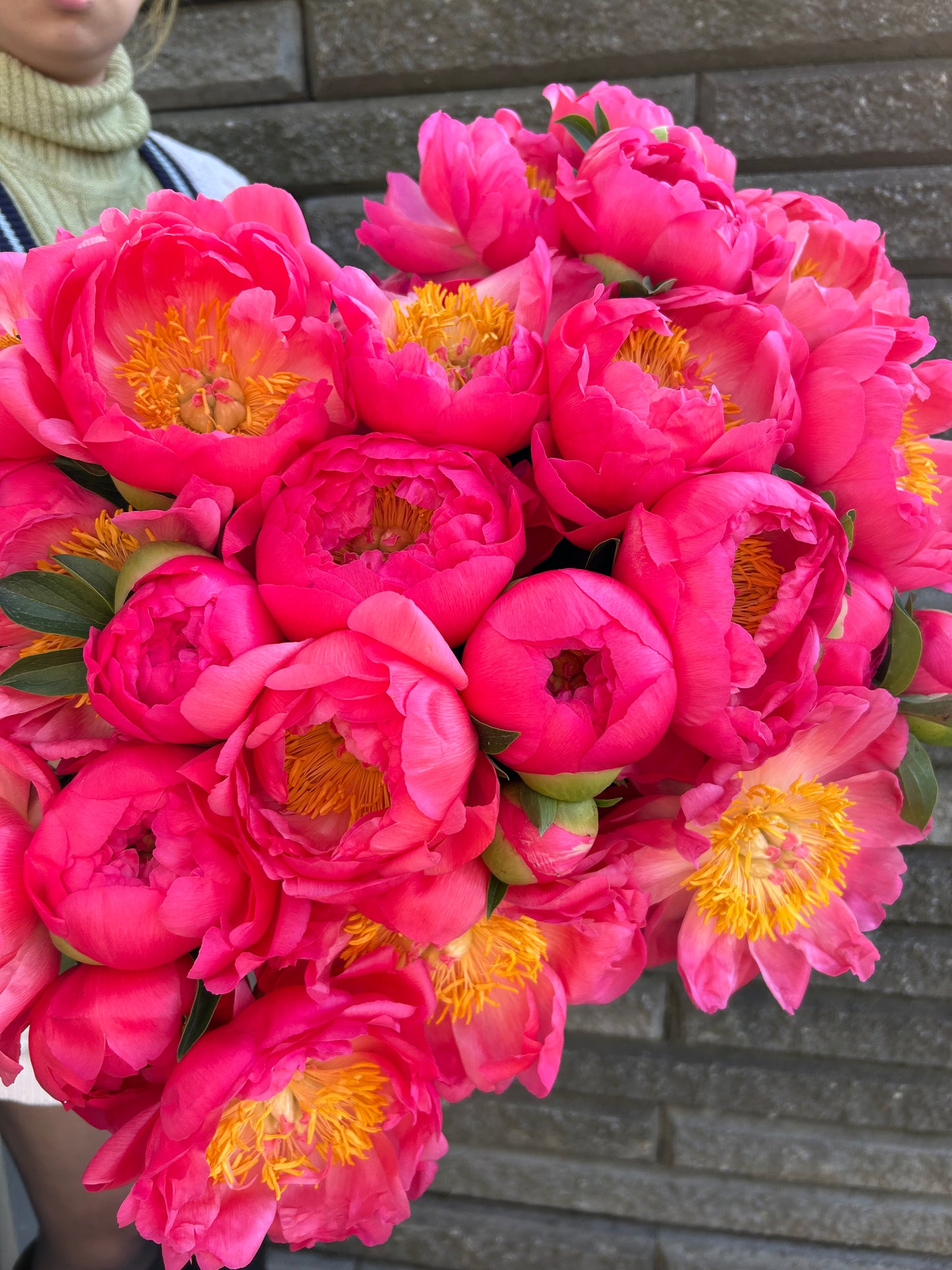 Coral Peonies