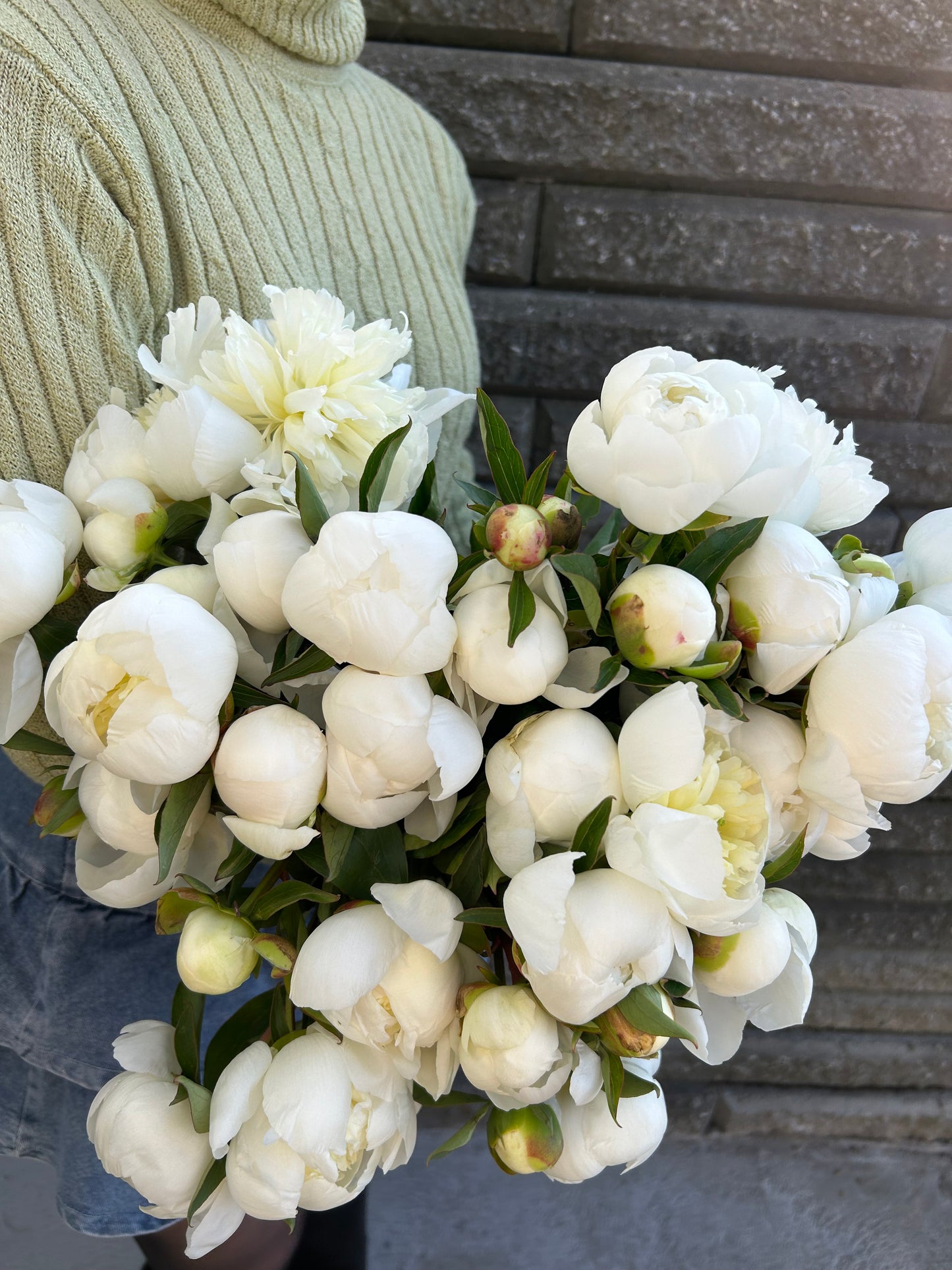White Peonies MD