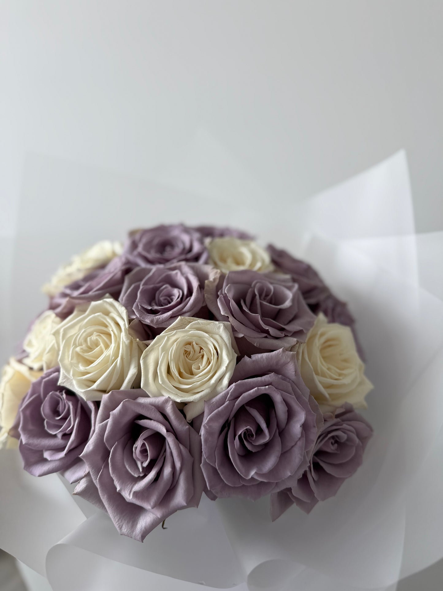 Purple and white classic roses