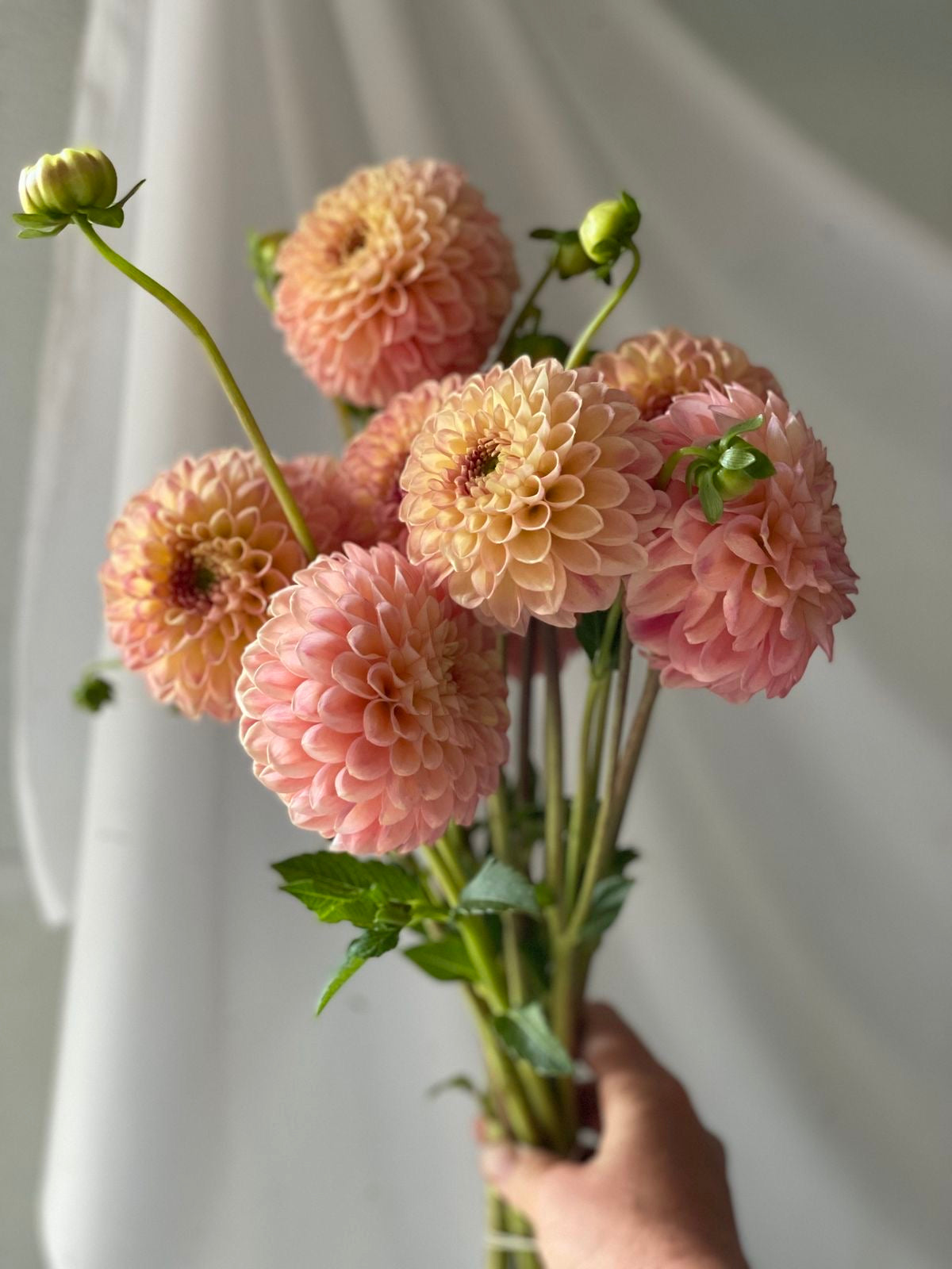 Dahlia bouquet