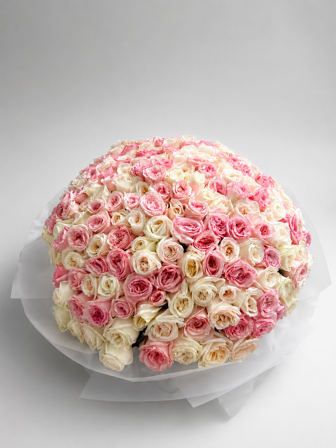 Pink and white classic roses