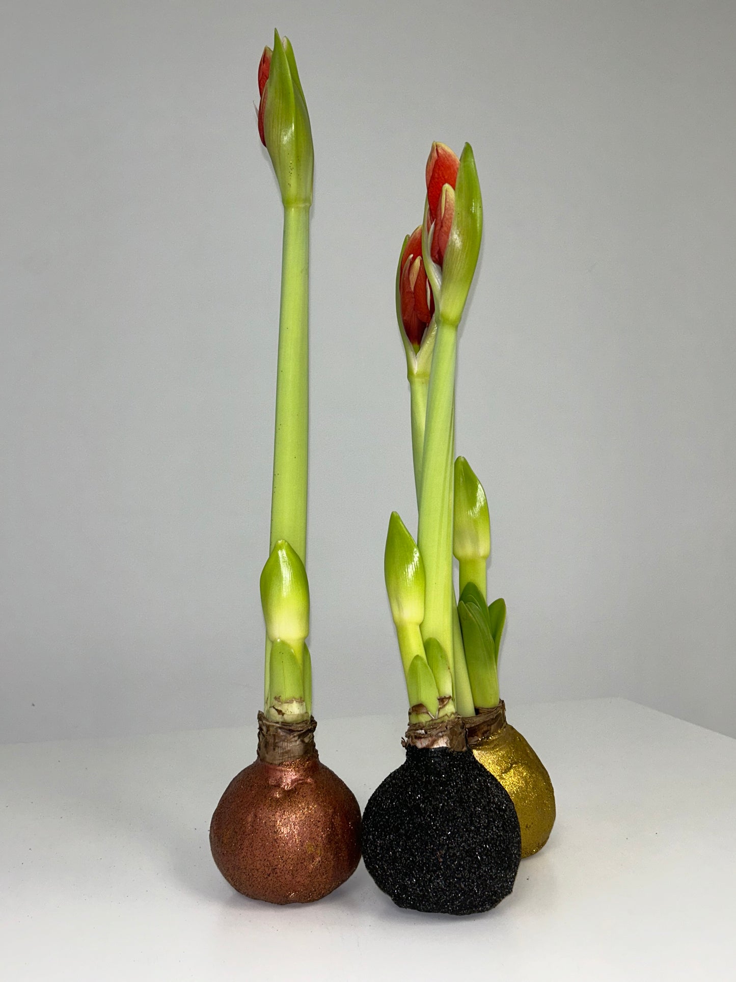 Amaryllis Bulb