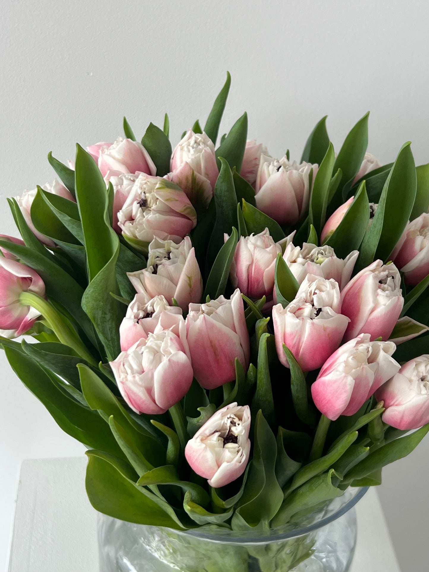 White-Pink Double Tulips