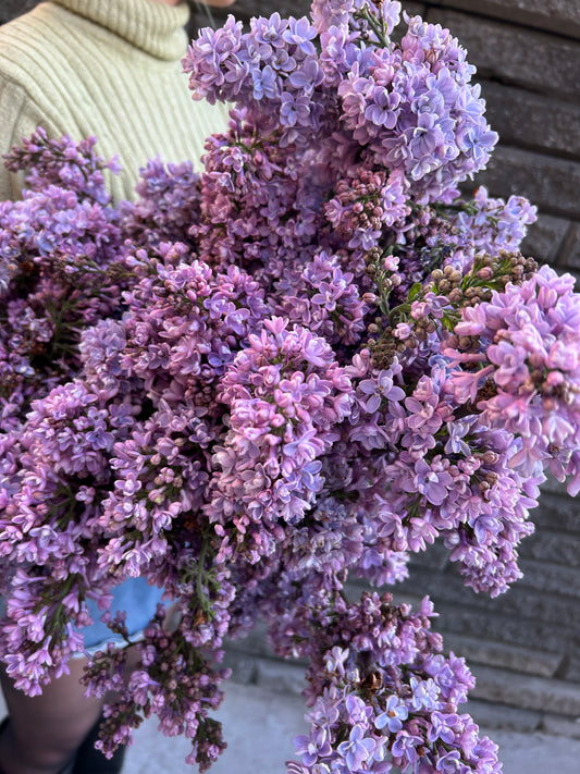 Lilac Branches