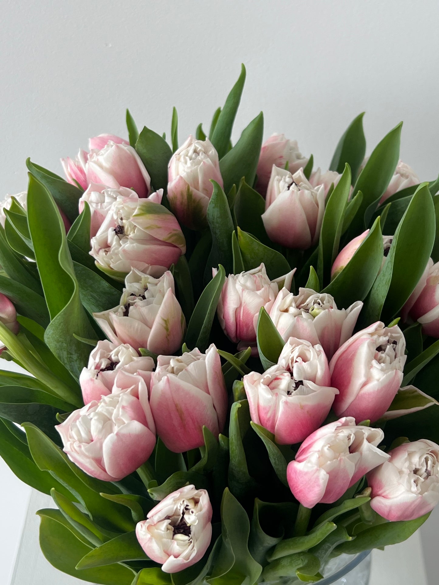 White-Pink Double Tulips