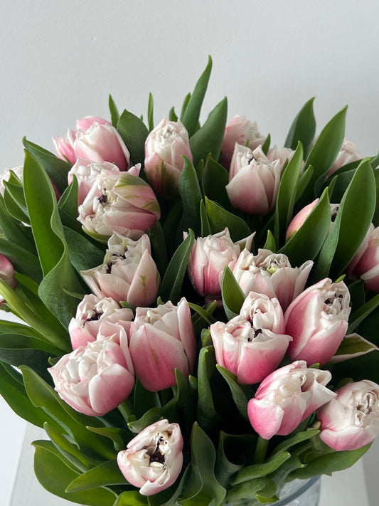 White-Pink Double Tulips