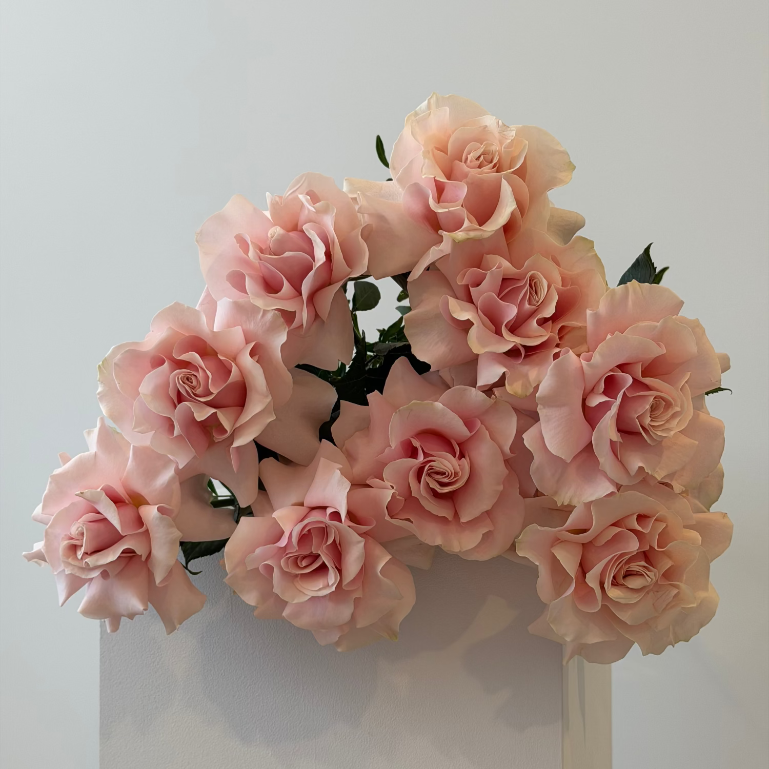 Bouquet of pink roses on a light gray background